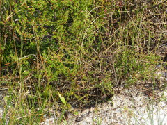 Hypericum tenuifolium