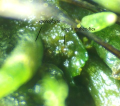 Phaeoceros carolinianus