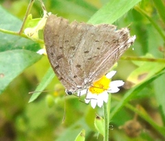 Pseudolycaena damo