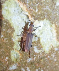 Oxacis trimaculata