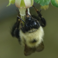 Bombus bimaculatus