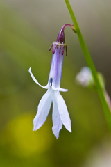 Lobelia dortmanna