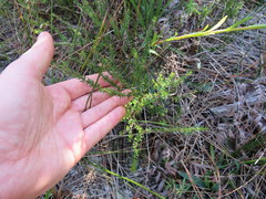Hypericum tenuifolium
