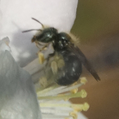Osmia