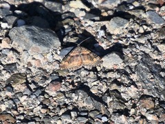 Epirrhoe plebeculata