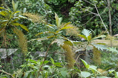 Bocconia frutescens