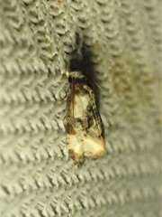 Phalonidia memoranda