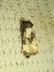 Phalonidia memoranda