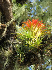 Aechmea recurvata