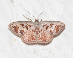 Idaea subfervens