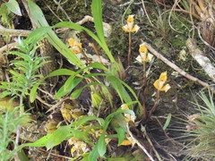 Maxillaria picta