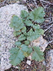 Phacelia pedicellata