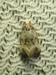 Phalonidia memoranda