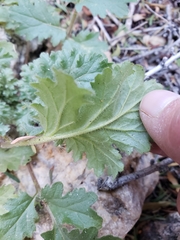 Phacelia pedicellata