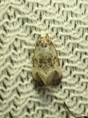 Phalonidia memoranda