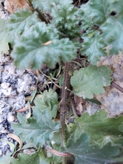 Phacelia pedicellata
