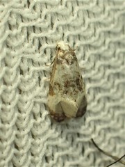 Phalonidia memoranda