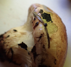 Cortinarius nanceiensis