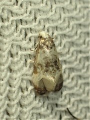 Phalonidia memoranda