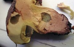 Cortinarius nanceiensis