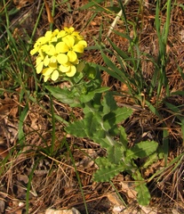 Biscutella cichoriifolia