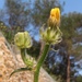Picris hieracioides spinulosa - Photo (c) Alenka Mihoric, alguns direitos reservados (CC BY-NC), uploaded by Alenka Mihoric