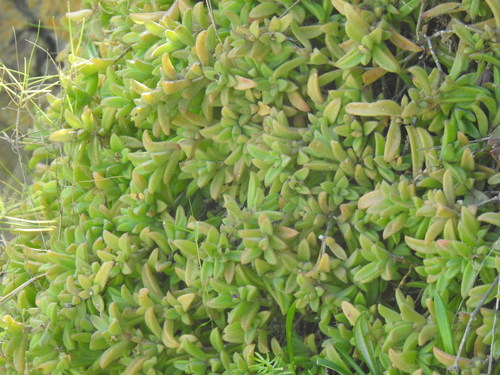 Image of Delosperma stenandrum by (c) Matthew Fainman, some rights reserved (CC BY)