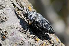 Capnodis cariosa