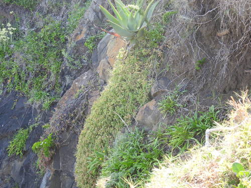Image of Delosperma stenandrum by (c) Matthew Fainman, some rights reserved (CC BY)