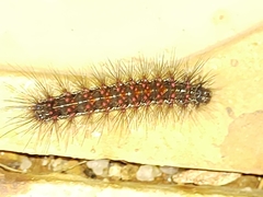 Paracles phaeocera