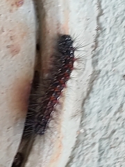 Paracles phaeocera