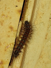 Paracles phaeocera