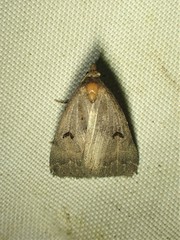 Phalaenostola hanhami