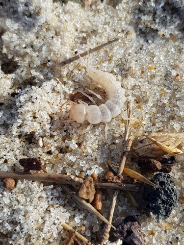 photo of The Beachcomber (Eurynebria complanata)