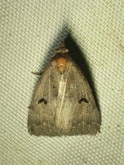 Phalaenostola hanhami