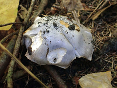 Cortinarius caerulescens