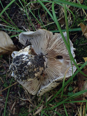 Cortinarius caerulescens