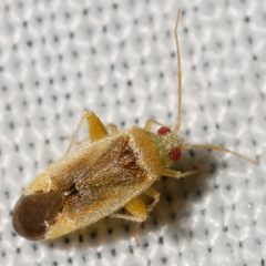 Parthenicus juniperi