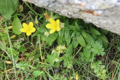Saxifraga hirculus