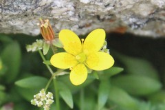 Saxifraga hirculus