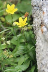 Saxifraga hirculus
