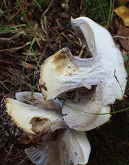 Cortinarius atkinsonianus