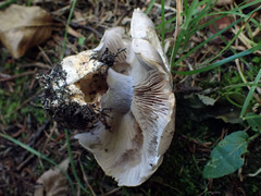 Cortinarius atkinsonianus
