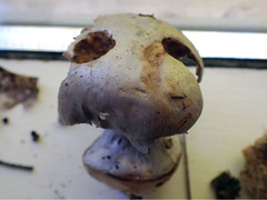 Cortinarius atkinsonianus