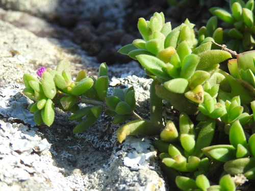 Beach Sheepfig (Delosperma stenandrum)