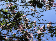 Lagerstroemia floribunda