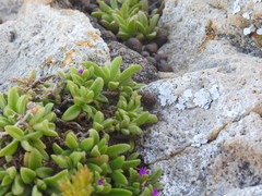 Delosperma stenandrum