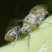 Cabbage Aphid - Photo (c) ingridaltmann, some rights reserved (CC BY-NC)