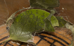 Decetia subobscurata