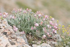 Convolvulus holosericeus